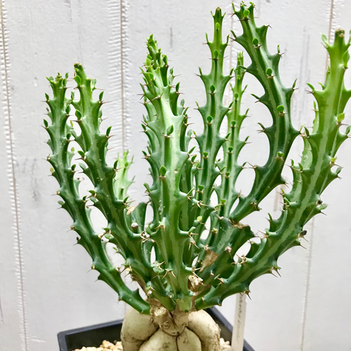 Euphorbia knuthii ユーフォルビア クンチー ユーホルビア 狗奴子
