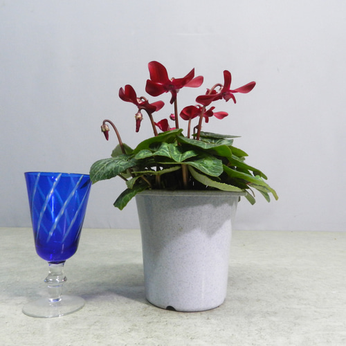 鉢花 Tomotomo 植木鉢 花模様 ミニ シンプル プランター 多肉植物 多肉ポット