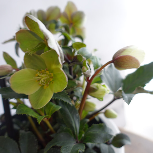 アンティークカラー♡大人シック♡ クリスマスローズ ゲス 苗 鉢 特選