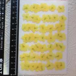 押し花素材黄色バーベナ50枚 2枚目の画像