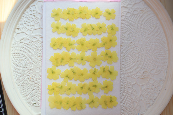 押し花素材黄色バーベナ50枚 1枚目の画像