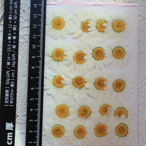 ノースポール✼ クリサンセマム ノースポール｜種（タネ）,球根,苗,資材,ガーデニング