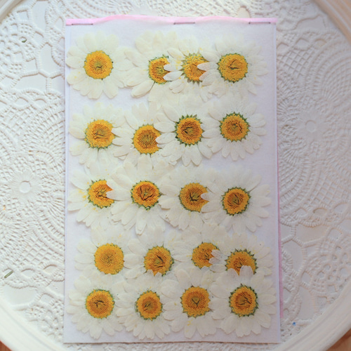 ノースポール✼ クリサンセマム ノースポール｜種（タネ）,球根,苗,資材,ガーデニング