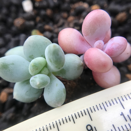 No.361 ❁ブルーアップル❁抜き苗 多肉植物 寄せ植え No.361 ❁ブルー