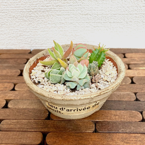 送料無料! 多肉植物 寄せ植え お値段そのまま2種類追加しました 送料無料! 多肉植物 寄せ植え お値段そのまま2種類追加しました