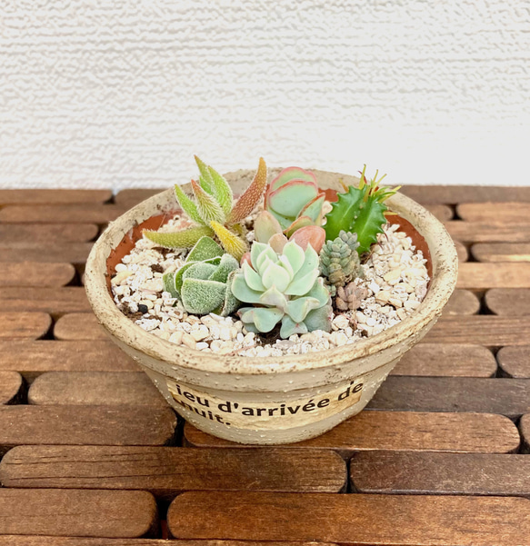 多肉植物リメイク鉢寄せ植え(*´꒳`*) 多肉植物寄せ植え 取っ手付きガーデンポット シャムねこ