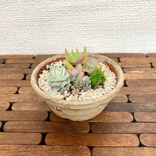 ハンドメイド 多肉植物寄せ植えに リメイク鉢 全5色セット