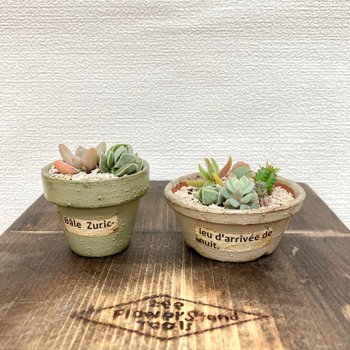 送料無料! 多肉植物 寄せ植え お値段そのまま2種類追加しました 送料無料! 多肉植物 寄せ植え お値段そのまま2種類追加しました