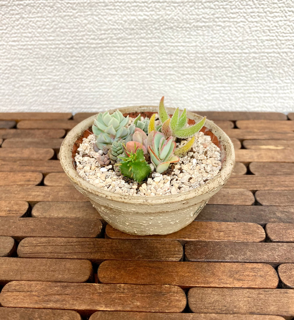 送料無料！　多肉植物　寄せ植え　お値段そのまま2種類追加しました❣️ リメイク鉢 4枚目の画像