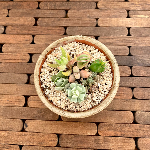 送料無料! 多肉植物 寄せ植え お値段そのまま2種類追加しました 送料無料! 多肉植物 寄せ植え お値段そのまま2種類追加しました