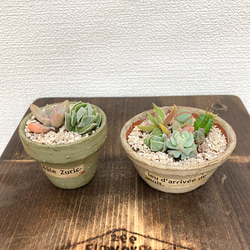 送料無料！　多肉植物　寄せ植え　お値段そのまま2種類追加しました❣️ リメイク鉢 10枚目の画像