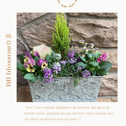 ◇セール開催中◇ビオラとパンジーの寄せ植え♪人気ブランド MOMOKO