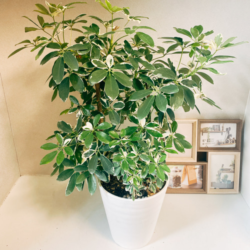 現品］【希少】シェフレラ 白斑入り 観葉植物 小さめ セラアート鉢