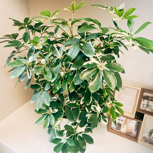 現品］【希少】シェフレラ 白斑入り 観葉植物 小さめ セラアート鉢