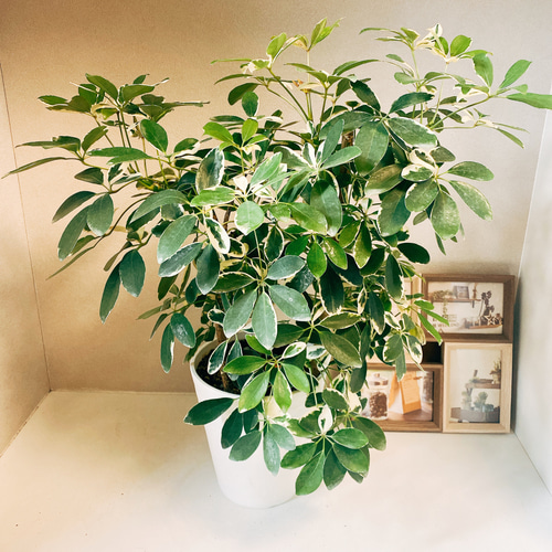 現品］【希少】シェフレラ 白斑入り 観葉植物 小さめ セラアート鉢