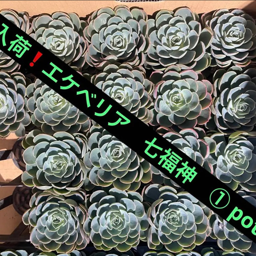 新入荷❗️エケベリア 七福神 ① pot分 多肉植物 ST.STORE 通販 