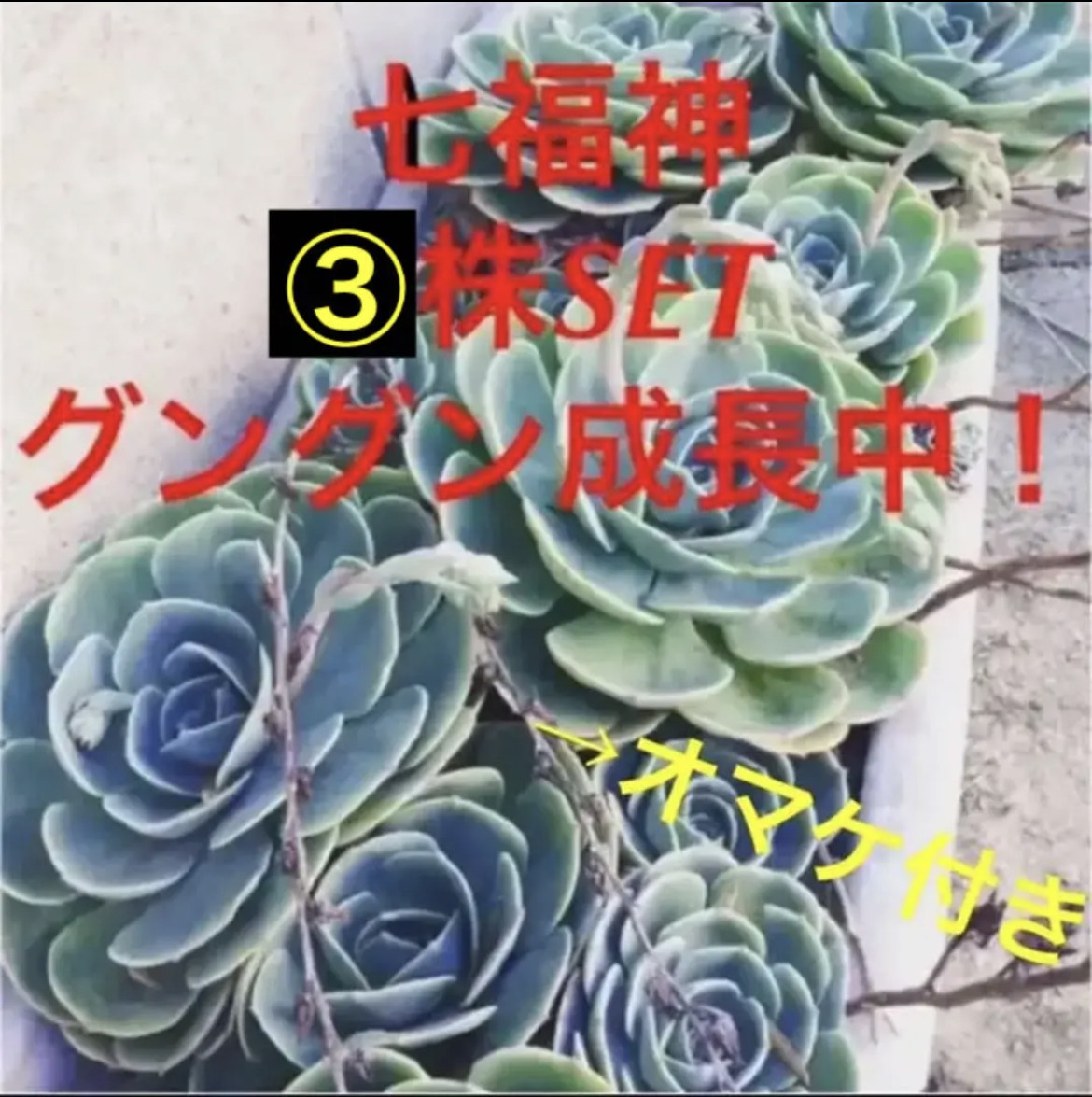 ✳️オマケ付き‼️大好評に付き再販多肉 抜き苗 160苗をお買い得