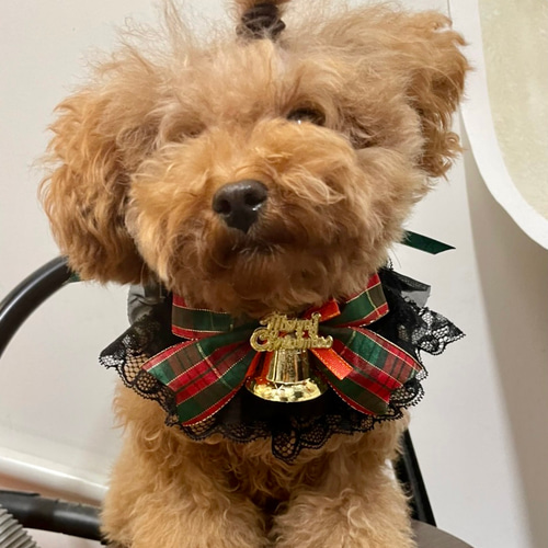 犬用猫用ペット用クリスマスチョーカーアクセサリー ペット服