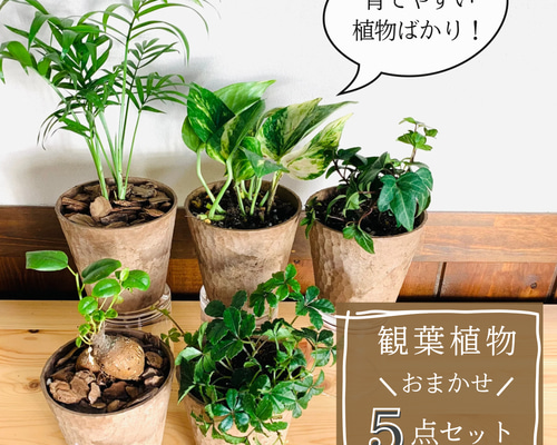 2d44b921ccece3a6b3ce444dddcb7b