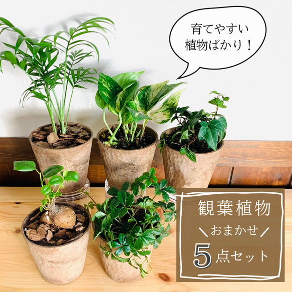 【大人気】観葉植物5点セット　ガジュマル　ポトスアイビー　シュガーバイン　テーブルヤシ　ポトス　アイビー　3号　イ 1枚目の画像