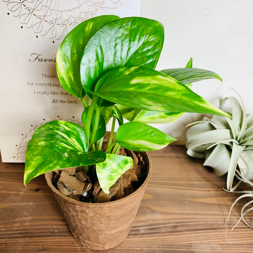 大人気】観葉植物5点セット ガジュマル ポトスアイビー シュガーバイン