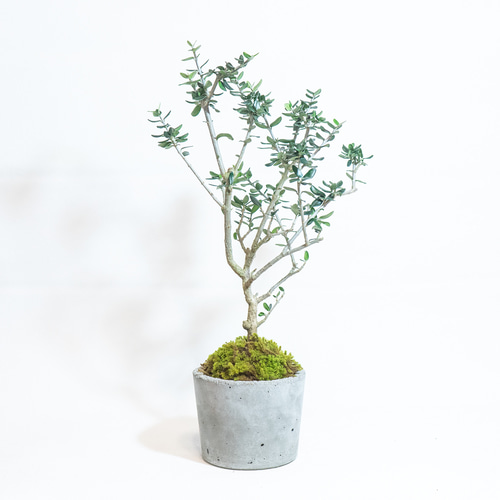 デスクで育てる観葉植物】オリーブ×苔の鉢植え／ざらっとした風合いの 