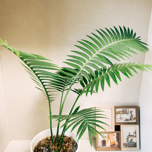 在庫］【希少】ディオーンスピヌロスム メキシコソテツ ザミア 蘇轍