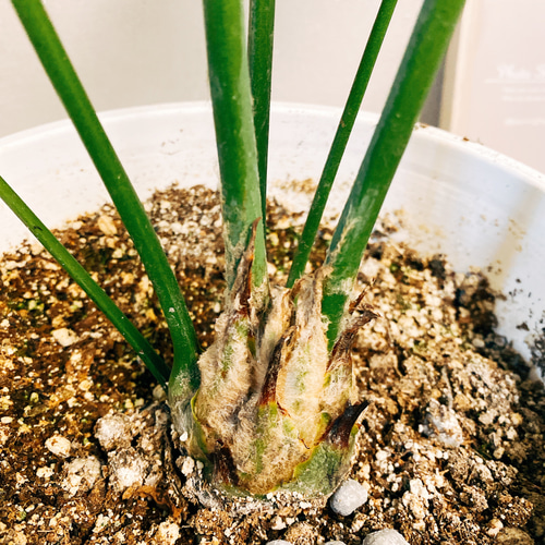 在庫］【希少】ディオーンスピヌロスム メキシコソテツ ザミア 蘇轍