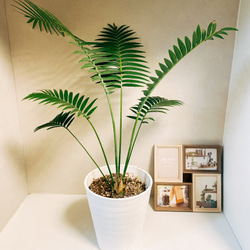 ［現品］【希少】ディオーンスピヌロスム　7号　観葉植物　レア　メキシコソテツ 現品］【希少】ディオーンスピヌロスム 7号 観葉植物 レア