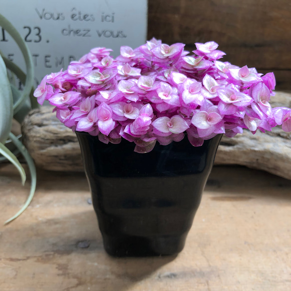 カリシアロザート♡偏光ピンク♡多肉植物♡観葉植物 4枚目の画像