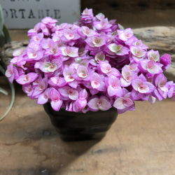 カリシアロザート♡偏光ピンク♡多肉植物♡観葉植物 10枚目の画像