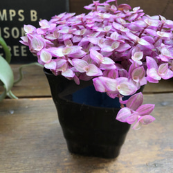 カリシアロザート♡偏光ピンク♡多肉植物♡観葉植物 6枚目の画像