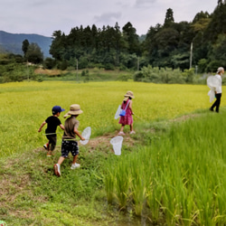 奥京都あやべ産玄米餅＆緑茶を味わうセット 7枚目の画像