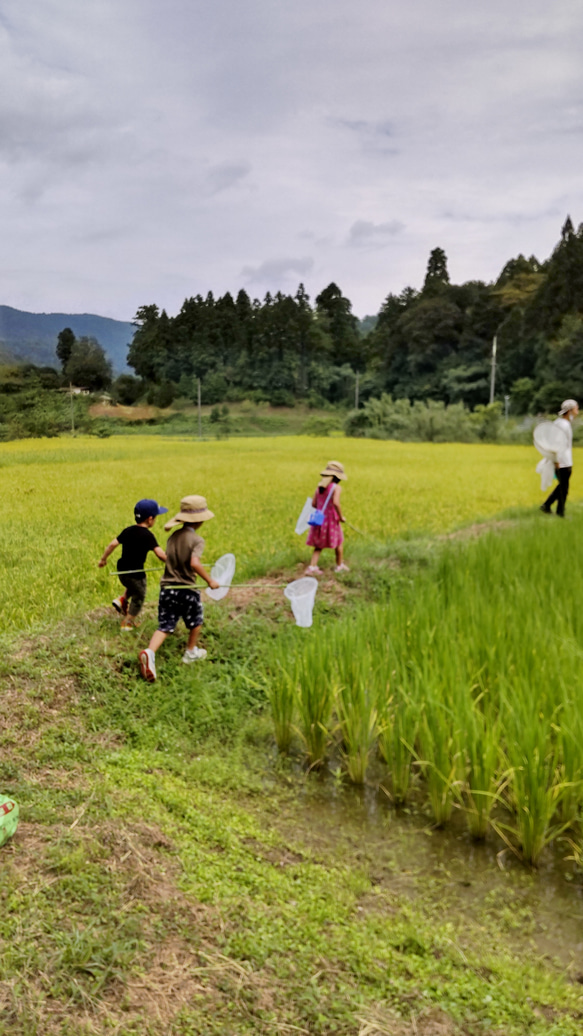 奥京都あやべ産玄米餅＆緑茶を味わうセット 7枚目の画像