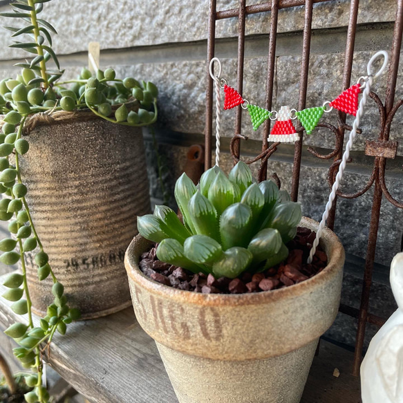 多肉植物【ポリアンナ×クリスマスイブ】韓国苗 エケベリア 抜き苗 