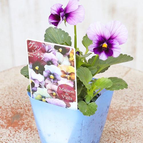花苗 ビオラ メゾンドビオラ シリーズ 3号(9cm) ラバナーヌ ジャンヌ