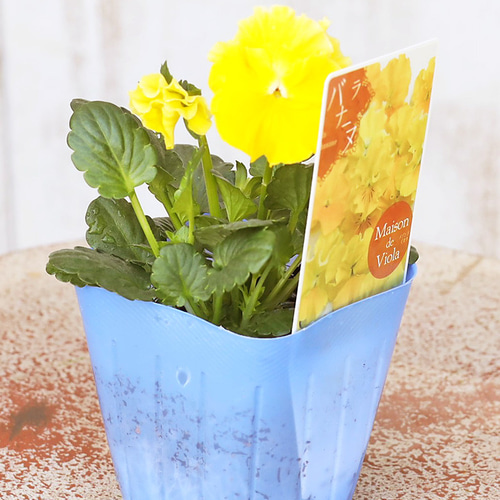 花苗 ビオラ メゾンドビオラ シリーズ 3号(9cm) ラバナーヌ ジャンヌ