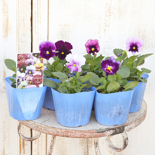 花苗 ビオラ メゾンドビオラ シリーズ 3号(9cm) ラバナーヌ ジャンヌ