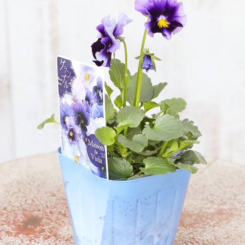 花苗 ビオラ メゾンドビオラ シリーズ 3号(9cm) ラバナーヌ ジャンヌ