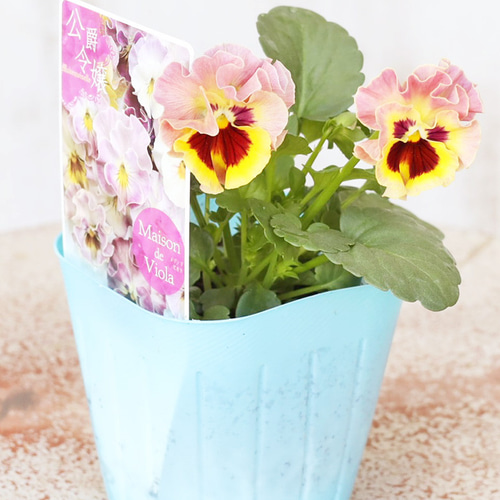 花苗 ビオラ メゾンドビオラ シリーズ 3号(9cm) ラバナーヌ ジャンヌ
