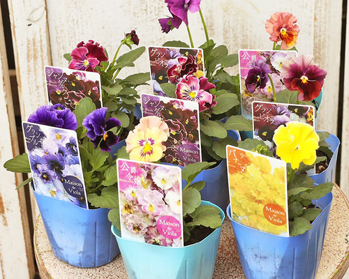 花苗 ビオラ メゾンドビオラ シリーズ 3号(9cm) ラバナーヌ ジャンヌ
