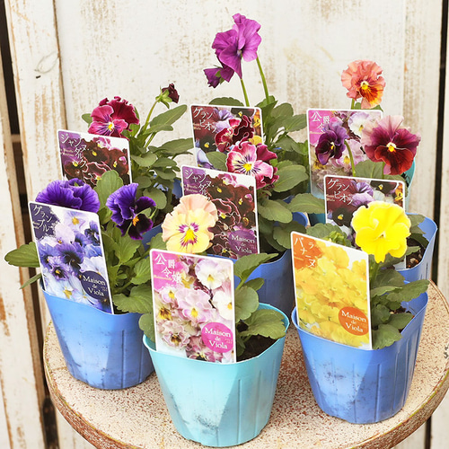花苗 ビオラ メゾンドビオラ シリーズ 3号(9cm) ラバナーヌ ジャンヌ