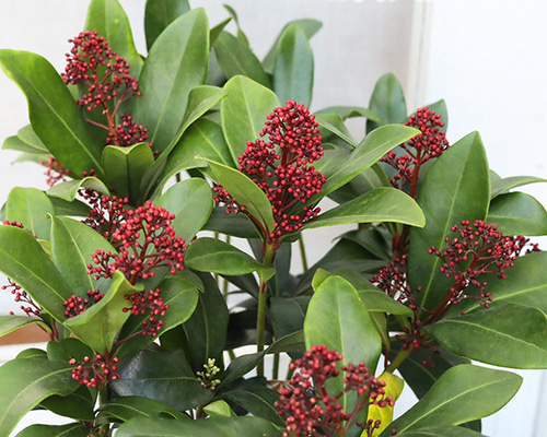 値下げSALE 花苗 スキミア ルベラ 3号 常緑低木 赤い蕾 丈夫 アート