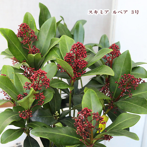 値下げSALE 花苗 スキミア ルベラ 3号 常緑低木 赤い蕾 丈夫 アート