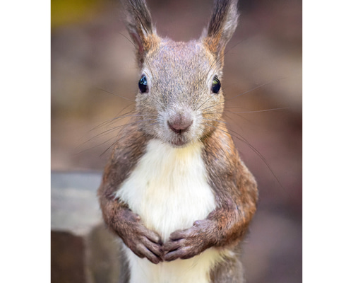 2L写真】見つめるかわいいエゾリス。北海道動物フォト 写真