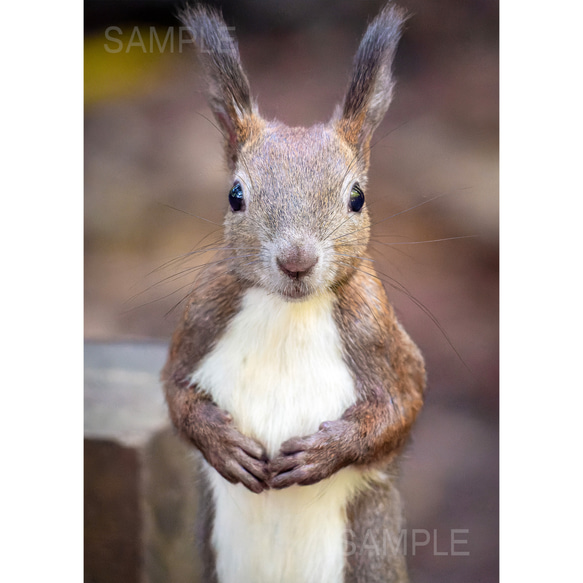 2L写真】見つめるかわいいエゾリス。北海道動物フォト 写真