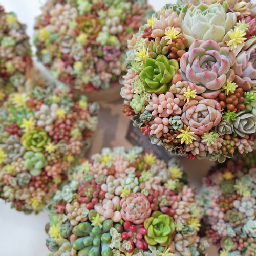 特集掲載】【受注制作】 そのまま飾れる多肉植物 寄せ植え (土、鉢込み