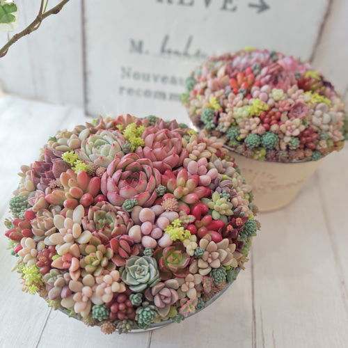 特集掲載】【受注制作】 そのまま飾れる多肉植物 寄せ植え (土、鉢込み