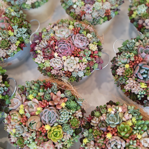 特集掲載】【受注制作】 そのまま飾れる多肉植物 寄せ植え (土、鉢込み