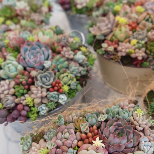 特集掲載】【受注制作】 そのまま飾れる多肉植物 寄せ植え (土、鉢込み
